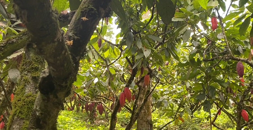 Transformando vidas y bosques